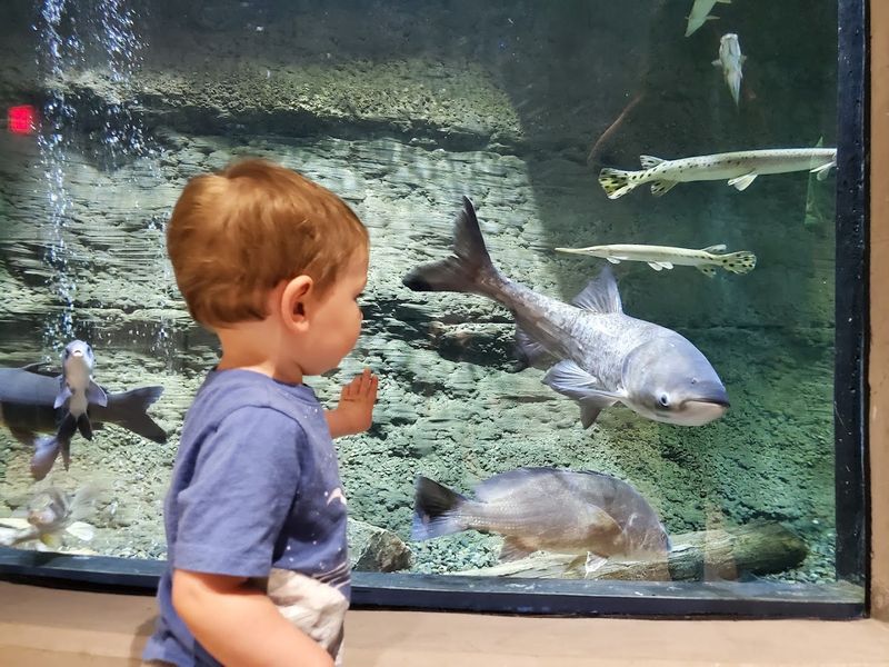 This Underrated Nebraska Park Packs Forest Trails, Wildlife And An Impressive Aquarium Into One Easy Escape - Decor Hint Pass Beneath The Education Center's 2,200-Gallon Tank