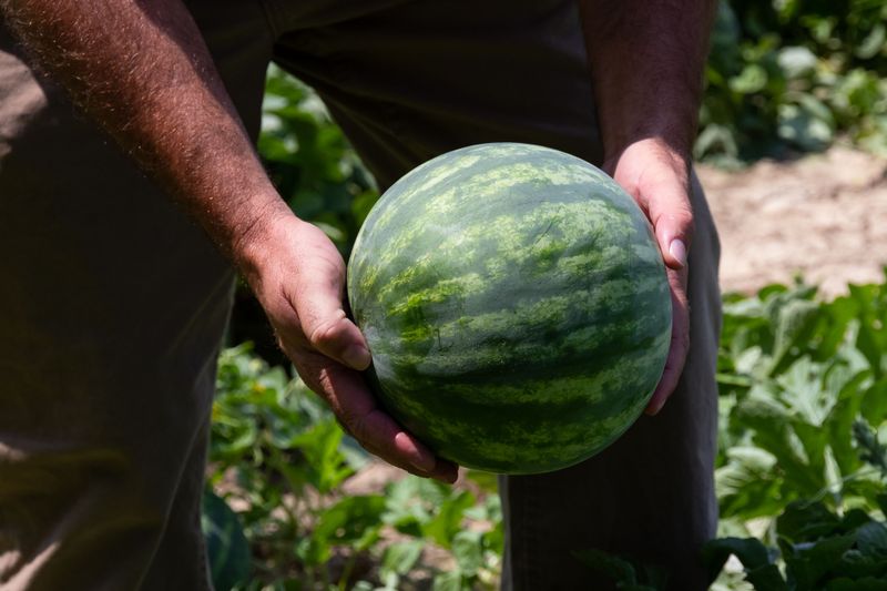 Follow The Harvest When The Hagermelons Start Moving