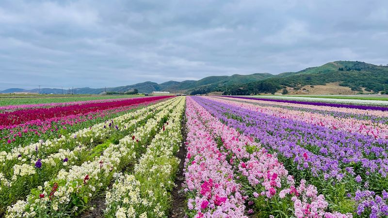 12 California Places Built Around One Very Specific Industry - Decor Hint Lompoc, Flower Seeds