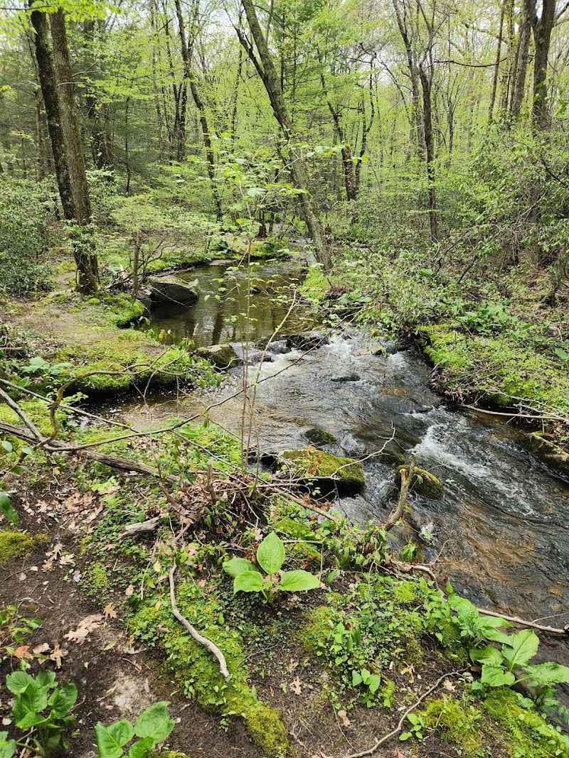 This Senior-Friendly Connecticut Nature Trail Offers Benches, Shade, And A Peaceful Woodland Walk - Decor Hint A Small Brook Adds A Peaceful Soundtrack