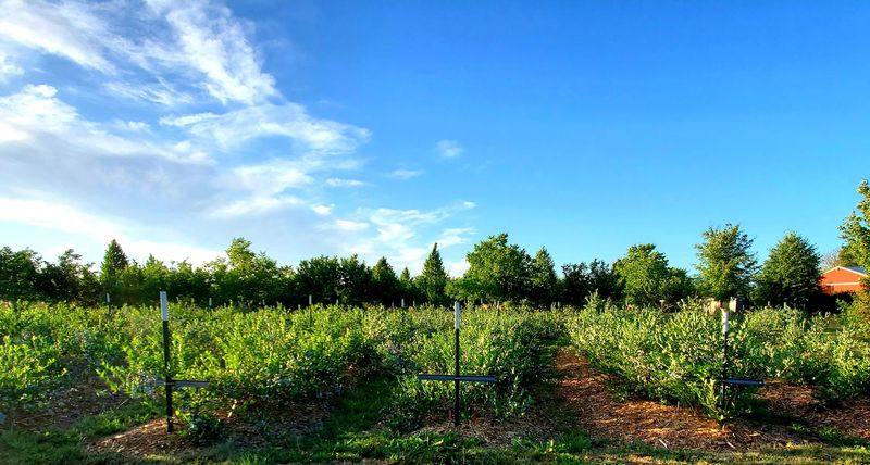 These Idaho Blueberry Farms Are Hitting Peak Picking Season With Buckets Ready - Decor Hint Berry Blossom Farms