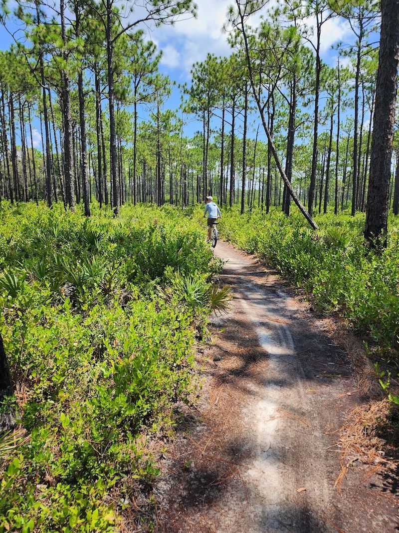 13 Florida Hikes Under Five Miles That Reward You With Amazing Views - Decor Hint Grayton Beach Nature Trail, Grayton Beach State Park, Santa Rosa Beach