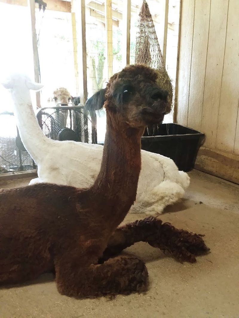 Lavender Hill Farm Alpacas, Voluntown
