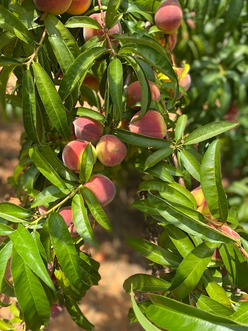 This Georgia Orchard Lets You Pick Juicy Asian Pears Straight From The Trees - Decor Hint The Real Difference Between Farm Fresh And Store Bought