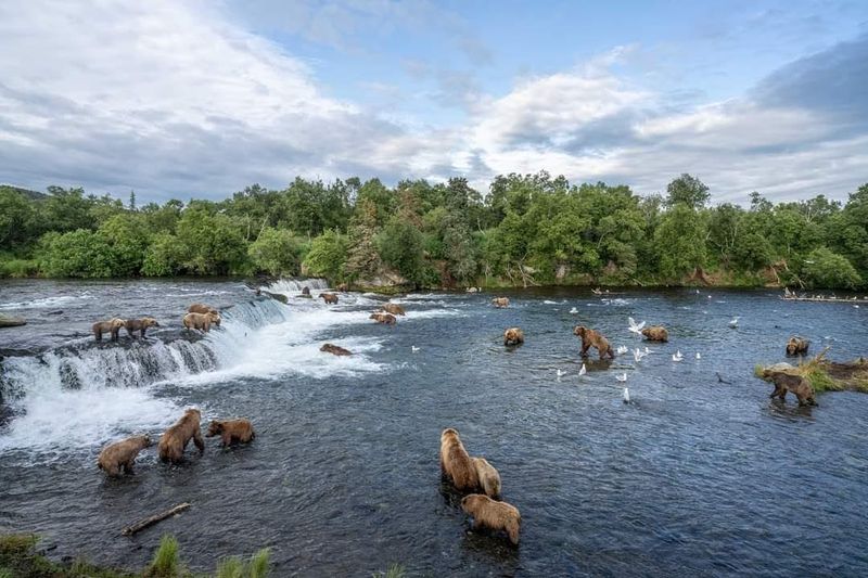 Brooks Falls, Katmai National Park