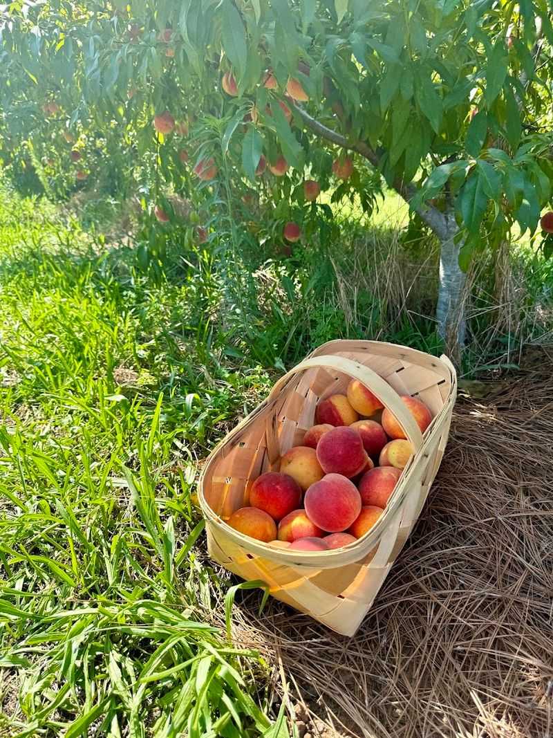12 Georgia Fruit Farms That Are Perfect For A Sunny Day Trip - Decor Hint Penelope's Peaches, Newnan