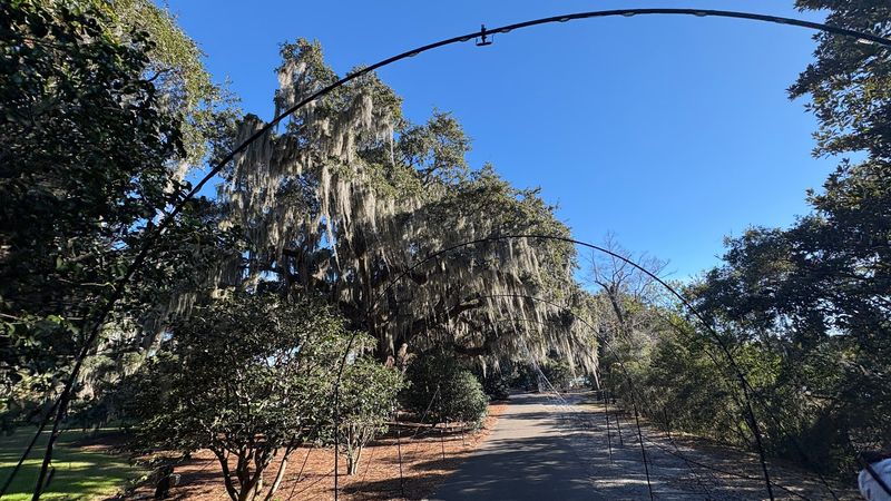 Almost 500 Years Of Shade Waits On The Oak Lawn