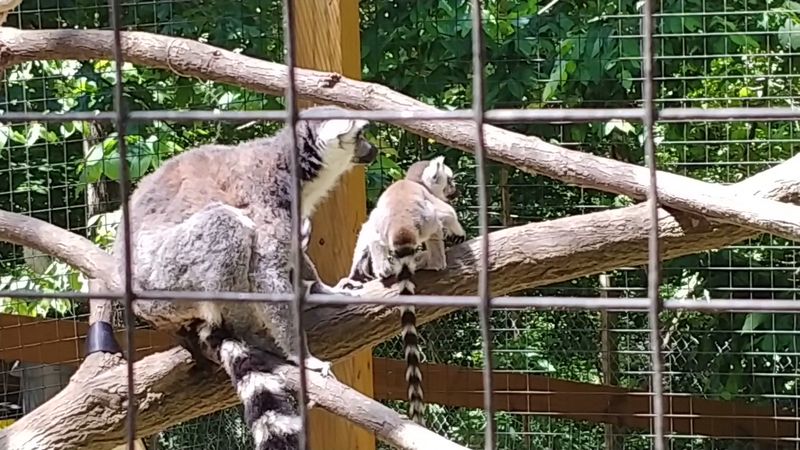 This Incredible Wildlife Sanctuary In Georgia Is Perfect For Families - Decor Hint Conservation Education Is Woven Into Everything