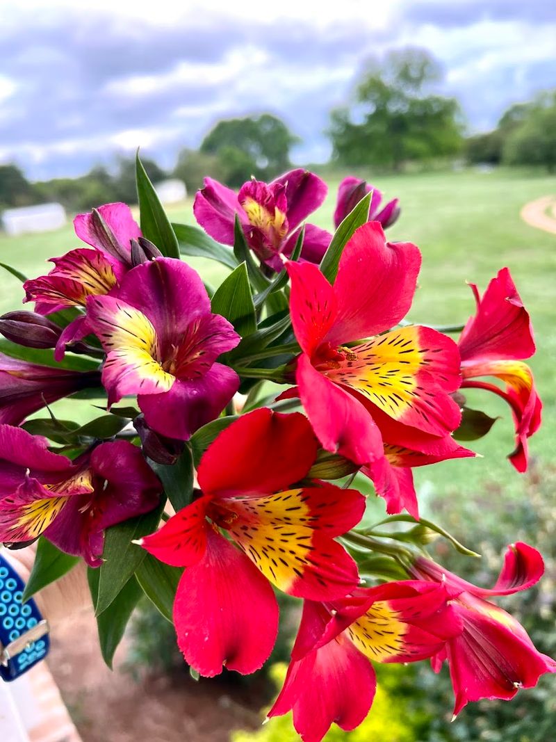 Why This Farm Feels Different From Any Florist You Have Tried