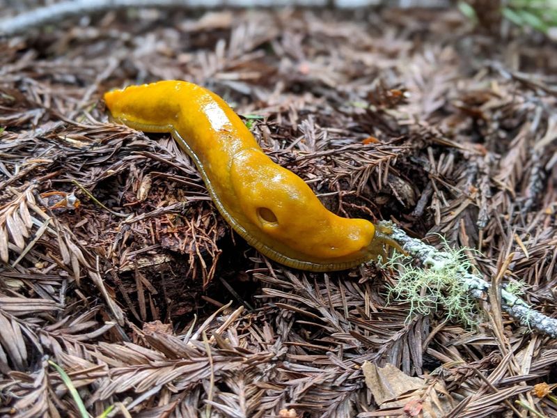 Watch For Banana Slugs, Newts, And Woodpeckers