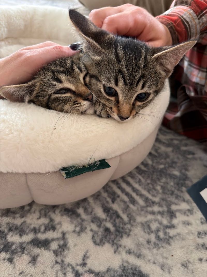 How The Adoption Process Actually Works