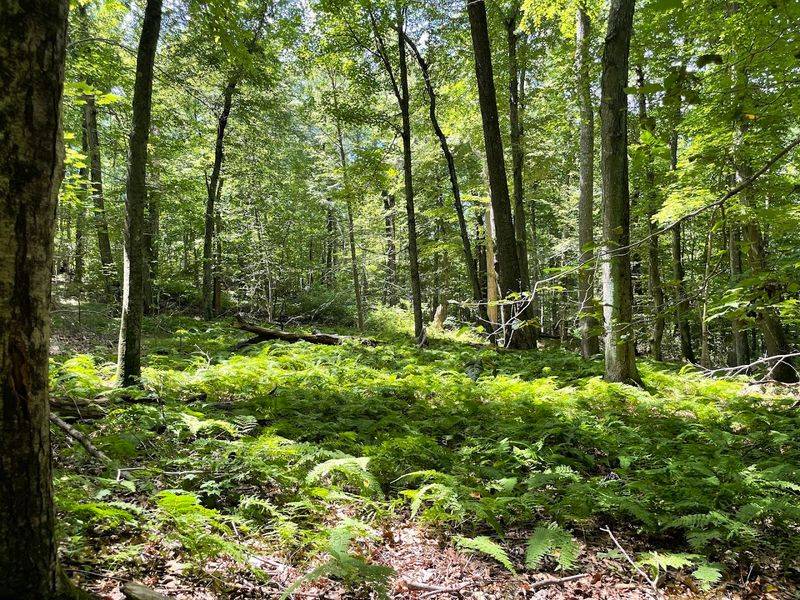 One Of Connecticut's Most Extraordinary State Parks Still Remains A Hidden Gem - Decor Hint The Forest Feels Bigger Than It Looks