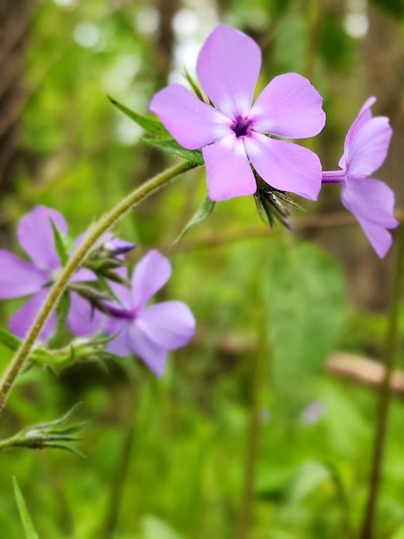 These 10 Nebraska Nature Escapes Come Alive With Wildflowers And Birds Every Summer - Decor Hint Indian Cave State Park, Shubert