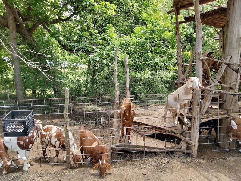 This Family Texas Farm Lets You Pick Fresh Peaches And Sunflowers Side By Side - Decor Hint Goat Feeding And Animal Encounters For Kids