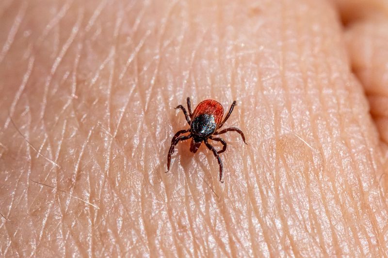 10 Idaho Outdoor Areas Where Visitors Should Stay Tick-Aware This Summer - Decor Hint Salmon / Lemhi River And Foothill Areas
