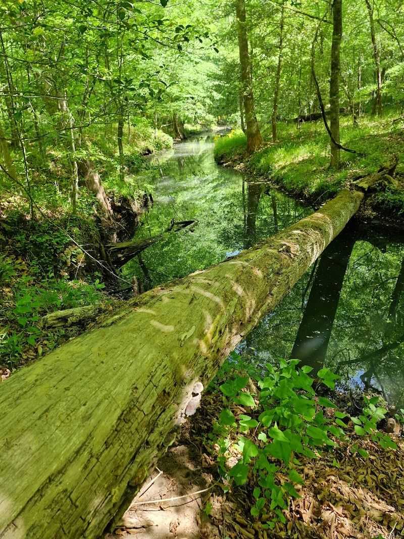 Follow The Creek Toward A Seashell Surprise With No Ocean In Sight
