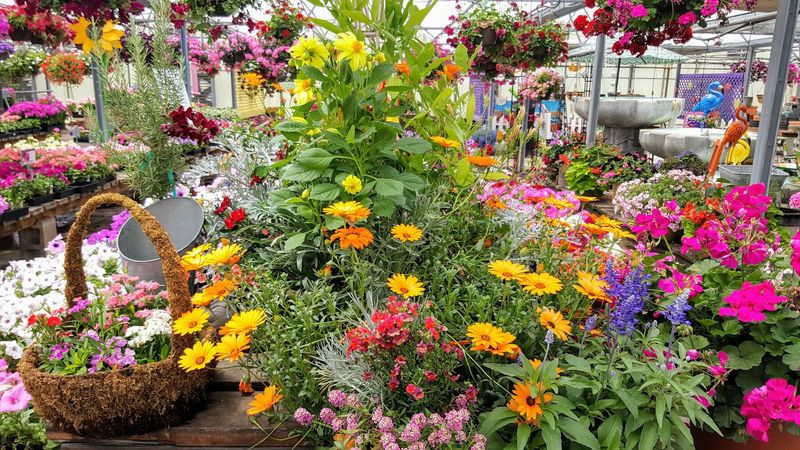 Let The Plant Selection Do The Showing Off