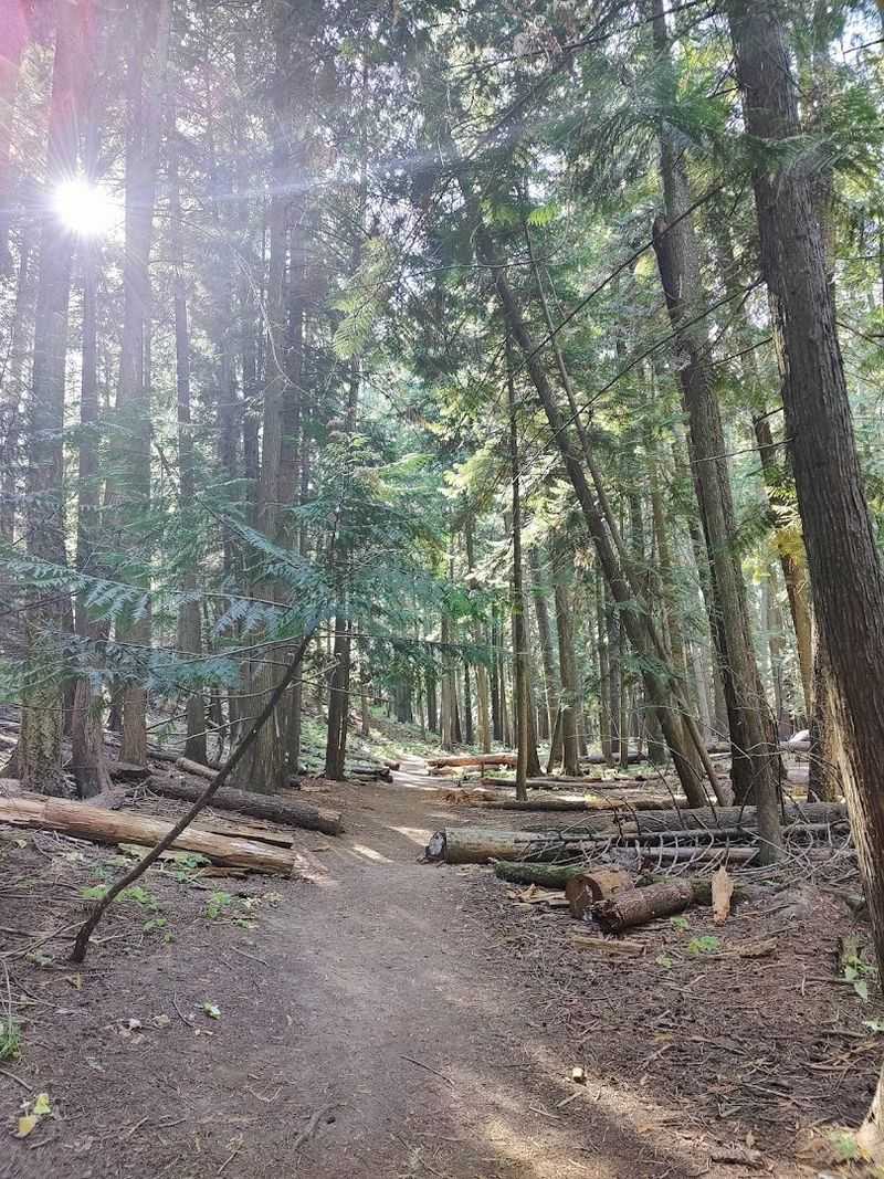 Follow The Cedars Into The 