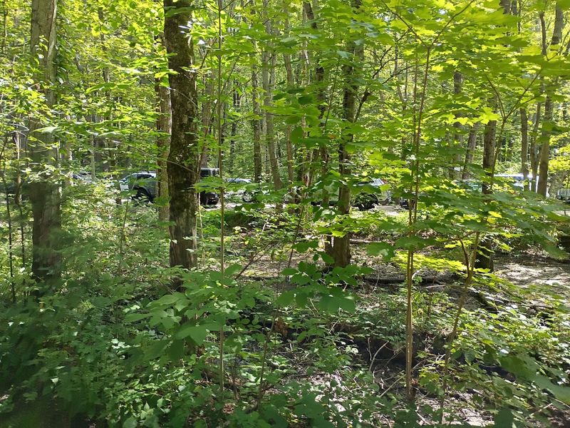 Following An Old Railroad Route Beneath The Trees