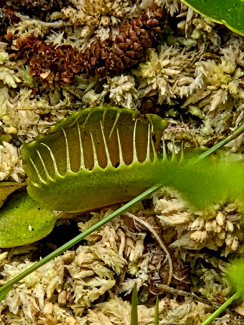 Look Closely Before The Carnivorous Plants Blend Into The Ground