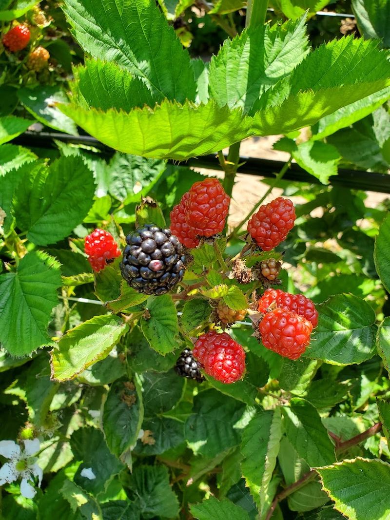 Halcyon Farms, Arroyo Grande