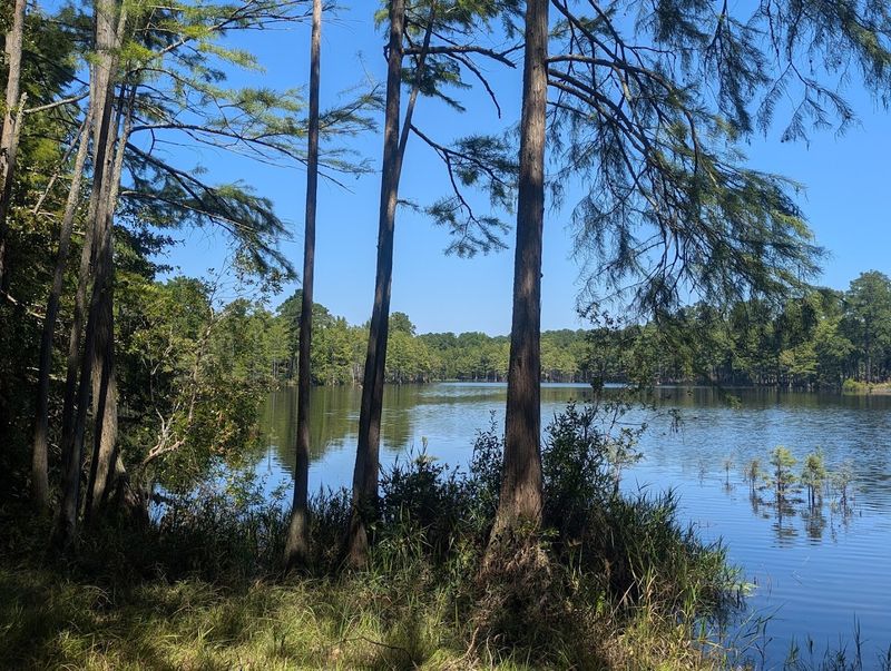 Carvers Creek State Park, Spring Lake