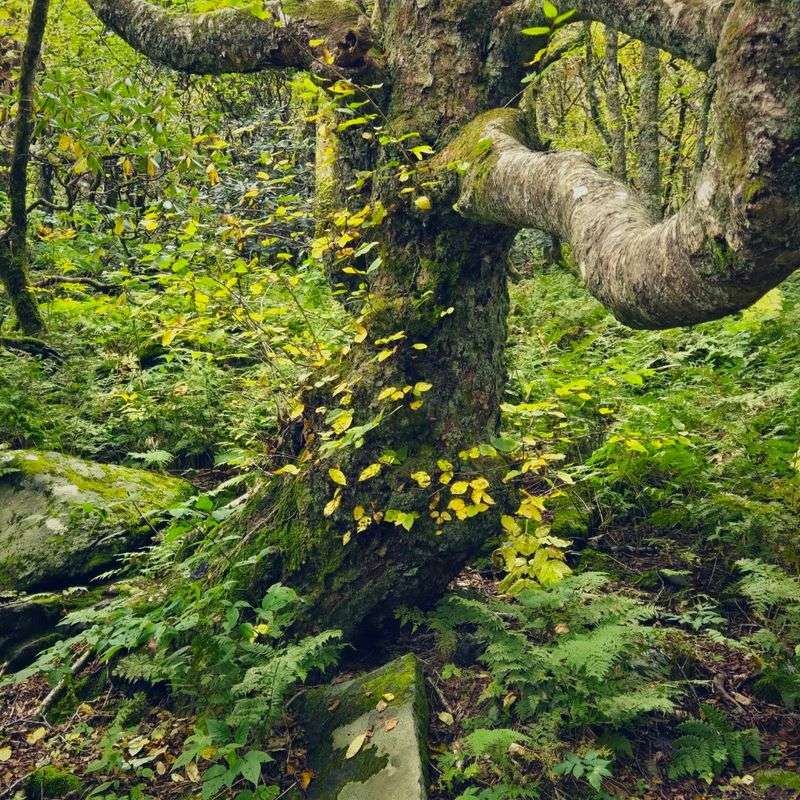 Notice The Twisted Trees That Sell The Narnia Mood