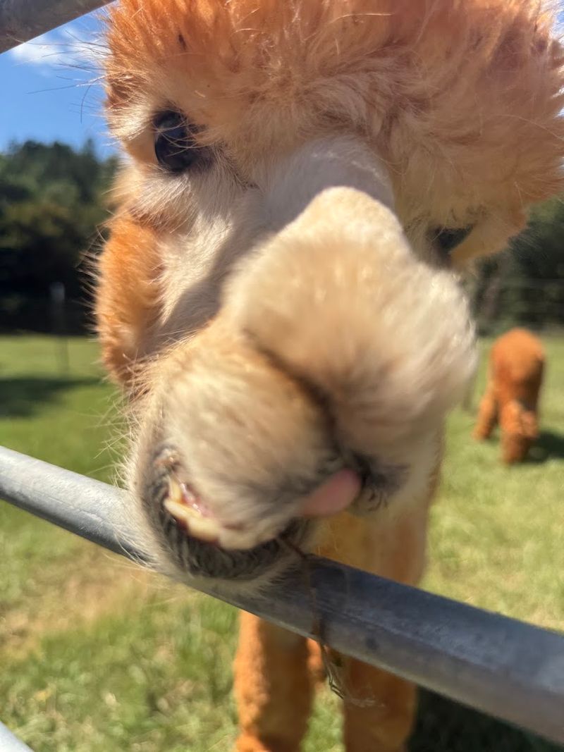This Adorable North Carolina Farm Offers Scenic Walks With Friendly Alpacas - Decor Hint Learn How Alpacas Communicate Through Sounds And Body Language