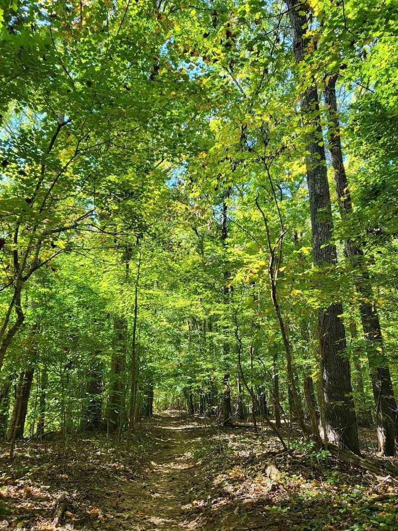 Shade Trees Turn A Summer Walk Into Something Actually Enjoyable