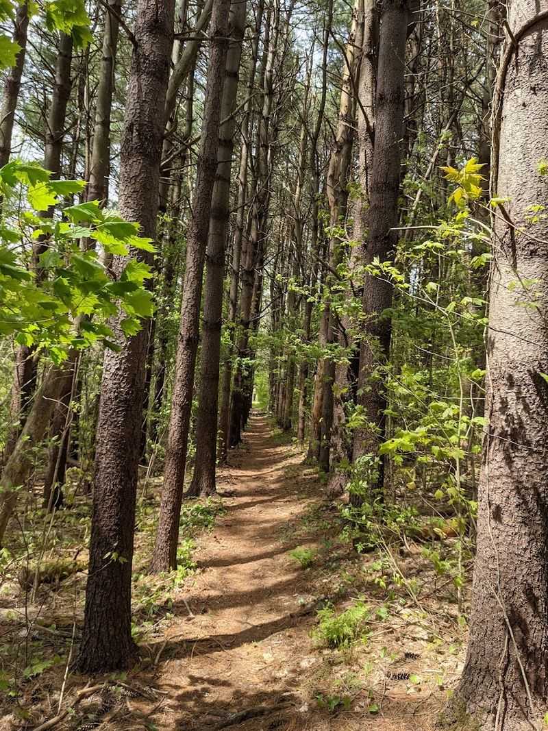 These 10 Beginner-Friendly Hiking Trails In Connecticut Are Worth Discovering This Year - Decor Hint Edith Morton Chase Ecology Trail At Topsmead State Forest, Litchfield