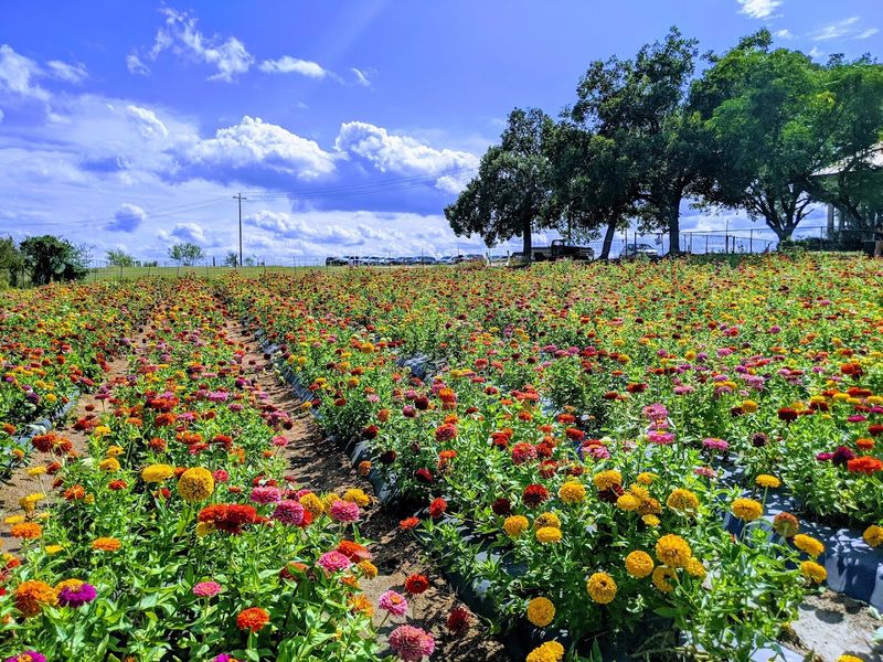 This Family Texas Farm Lets You Pick Fresh Peaches And Sunflowers Side By Side - Decor Hint Spring Flower Varieties Worth Planning Around