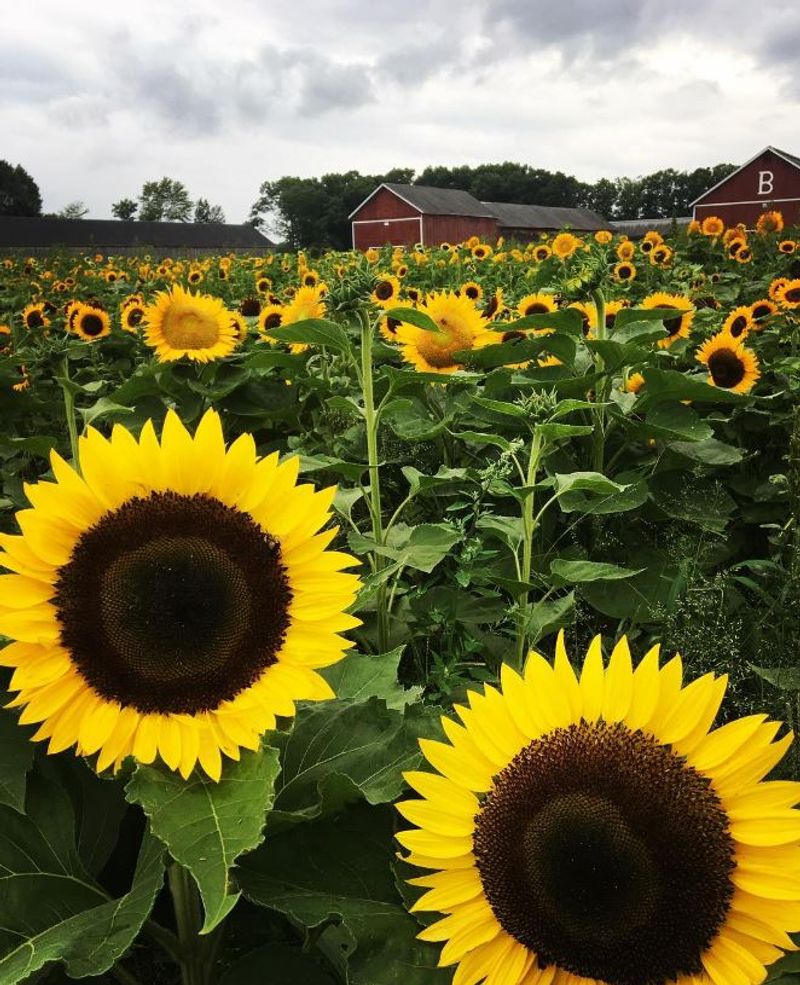 A Summer Tradition In Windsor