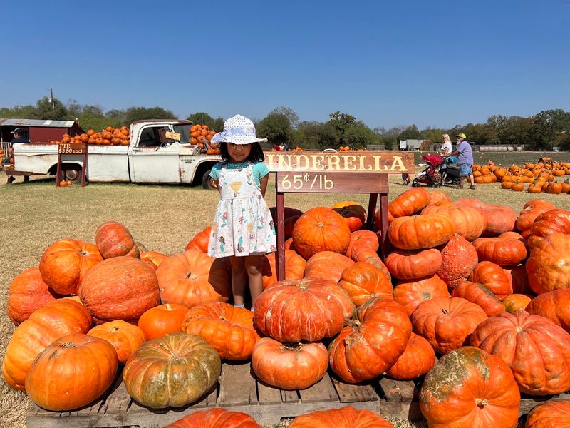 This Family Texas Farm Lets You Pick Fresh Peaches And Sunflowers Side By Side - Decor Hint Fall Pumpkin Patch And Harvest Festival