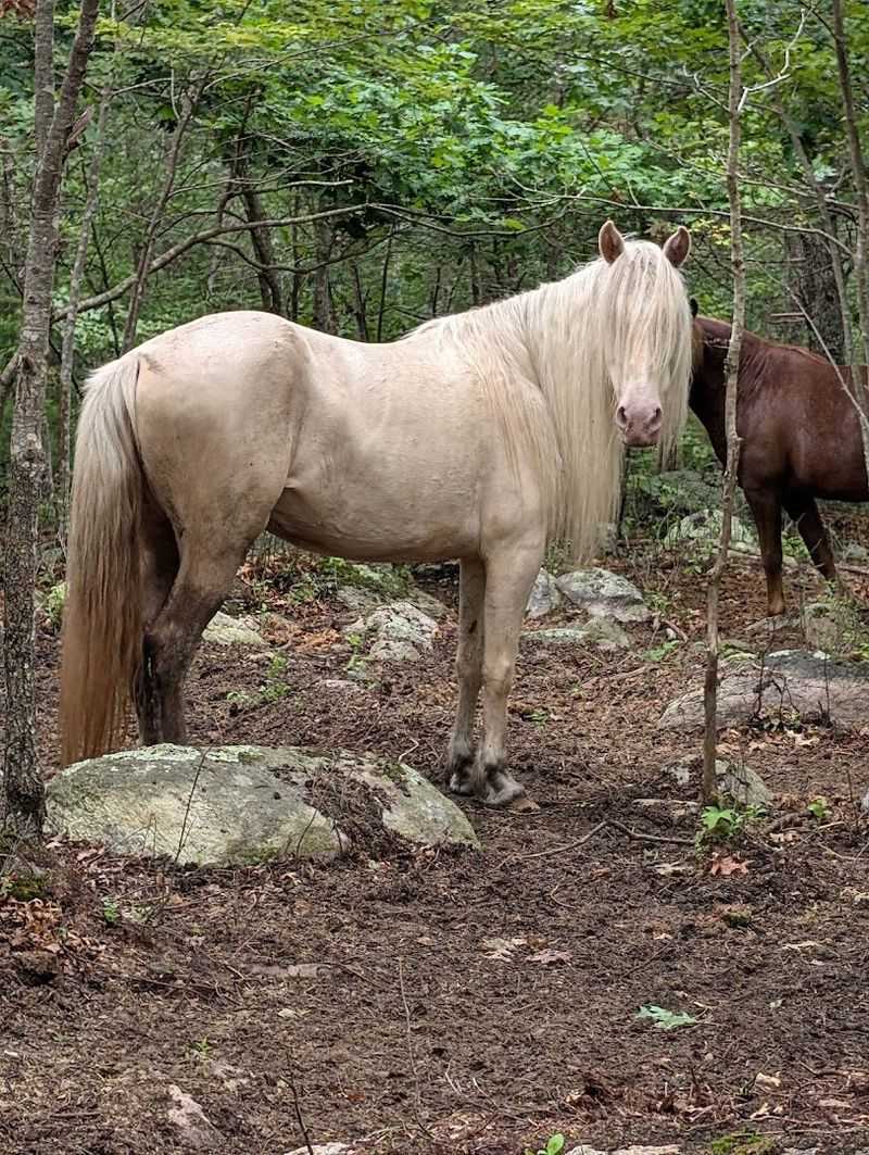 Quiet Trails Through The Property