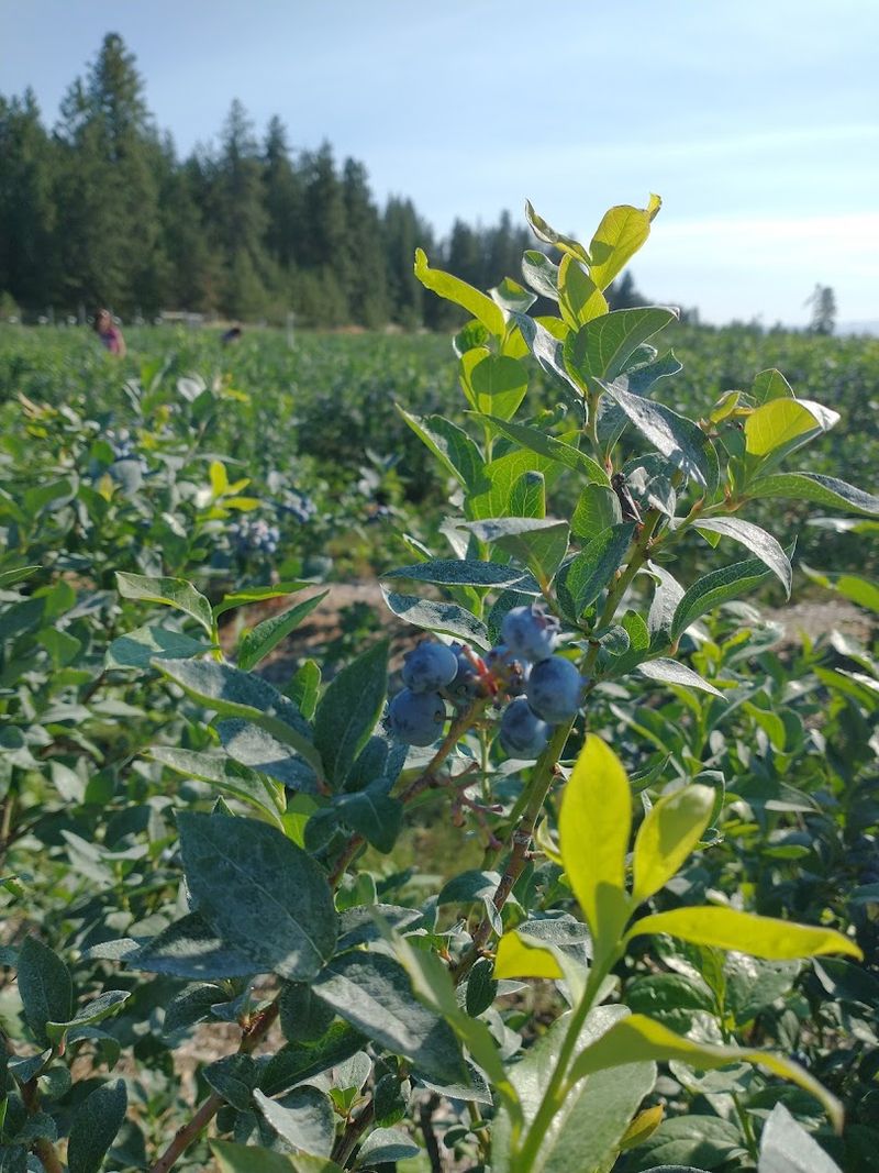 These Idaho Blueberry Farms Are Hitting Peak Picking Season With Buckets Ready - Decor Hint Red Canoe Farms