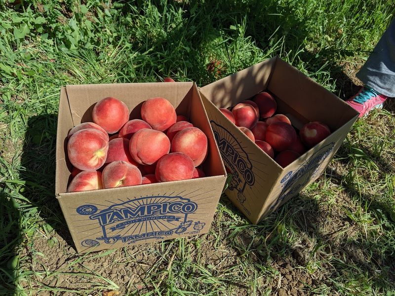California Peach Season Is Here And These 10 Orchards Belong On Your Summer Road Trip - Decor Hint McKinney Farms, Brentwood