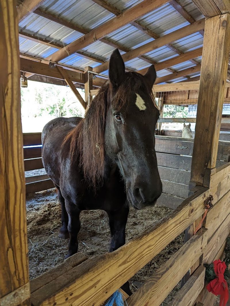 The Rescue Horses Behind Every Ride