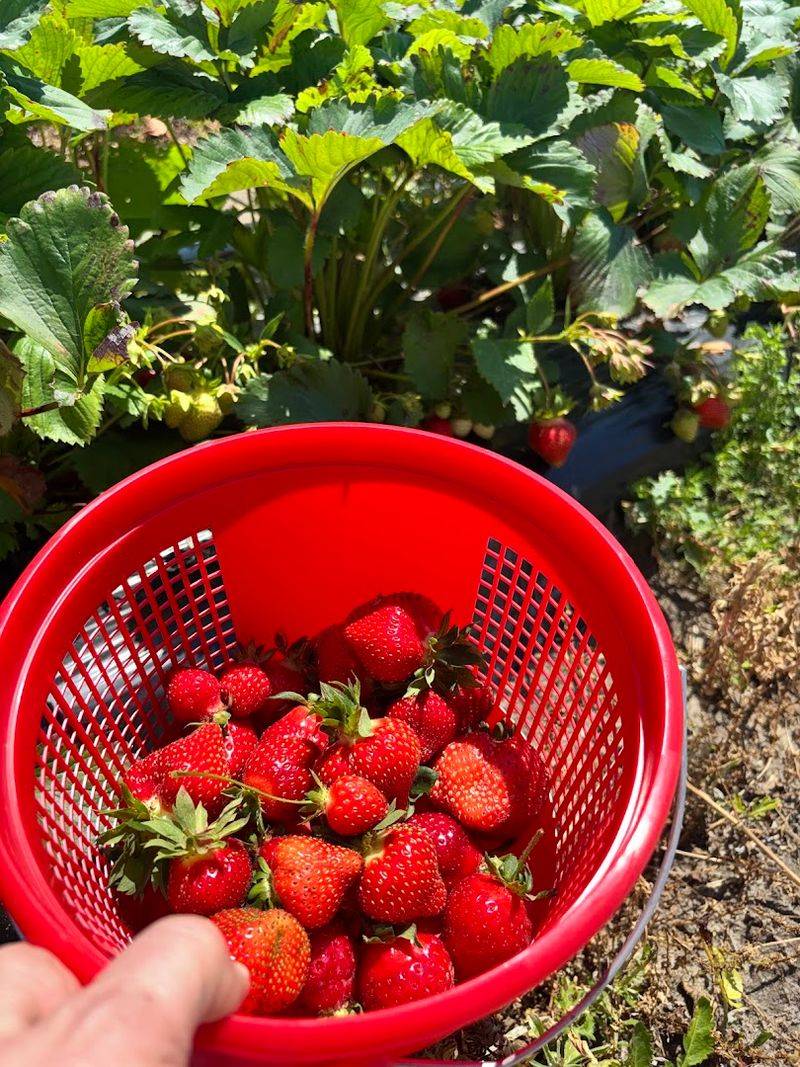 Magee Farms, Selbyville
