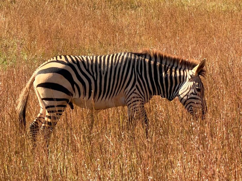 The Zebra Sisters And Other Unforgettable Animal Moments