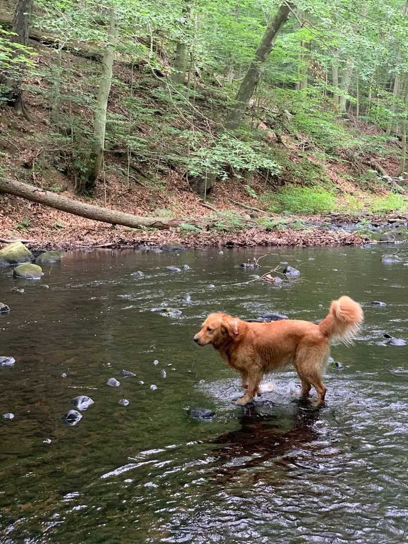 11 Pet-Friendly Places In Connecticut Perfect For A Weekend Adventure - Decor Hint Lake Mohegan Open Space, Fairfield