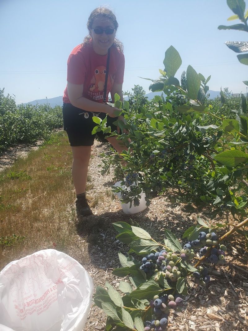 This North Idaho Farm Lets You Pick Eight Varieties Of Blueberries During Peak Summer - Decor Hint Visit More Than Once As New Berries Ripen Through Summer