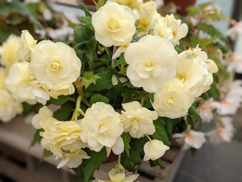 Catalog Plants Grow In Full View