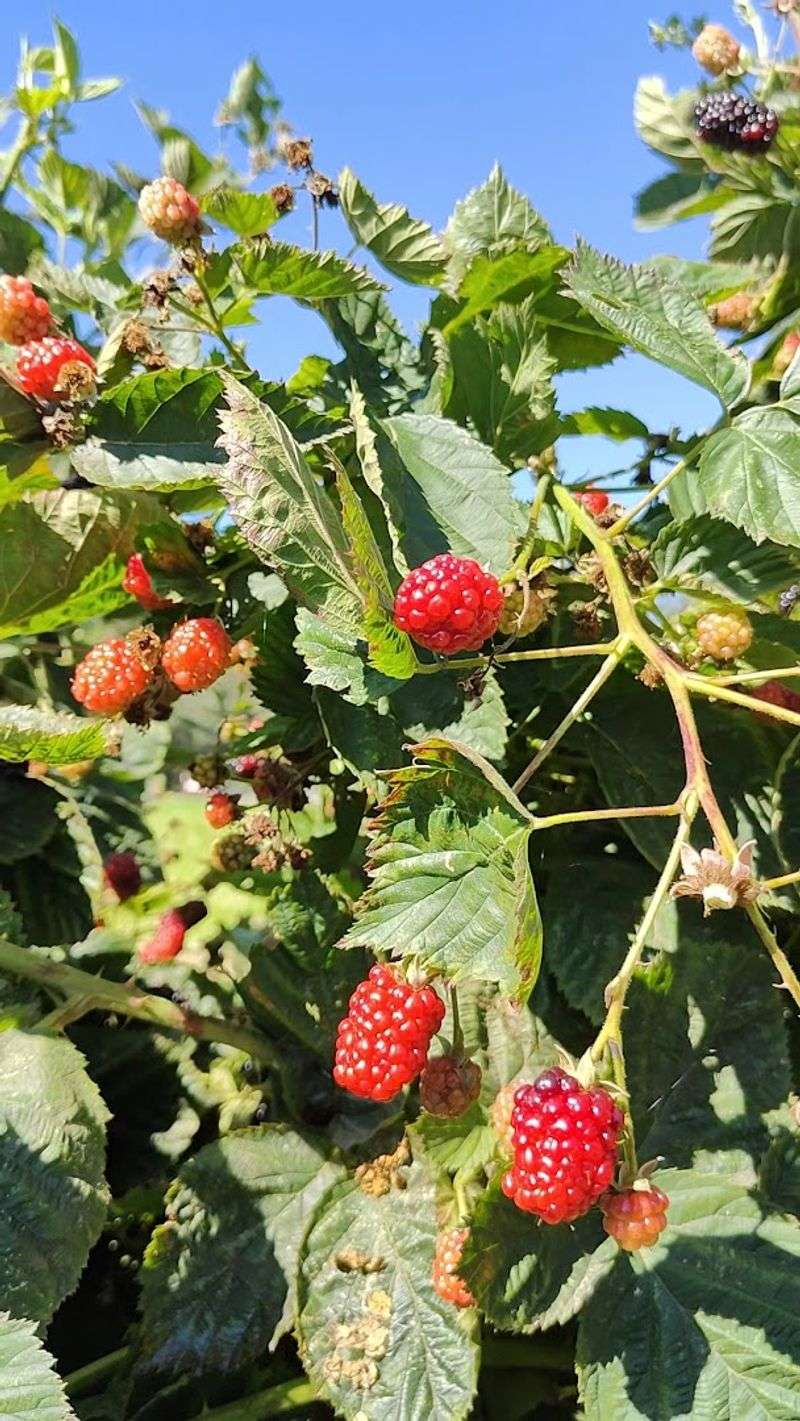 Several Different Berries Take Turns Stealing The Spotlight