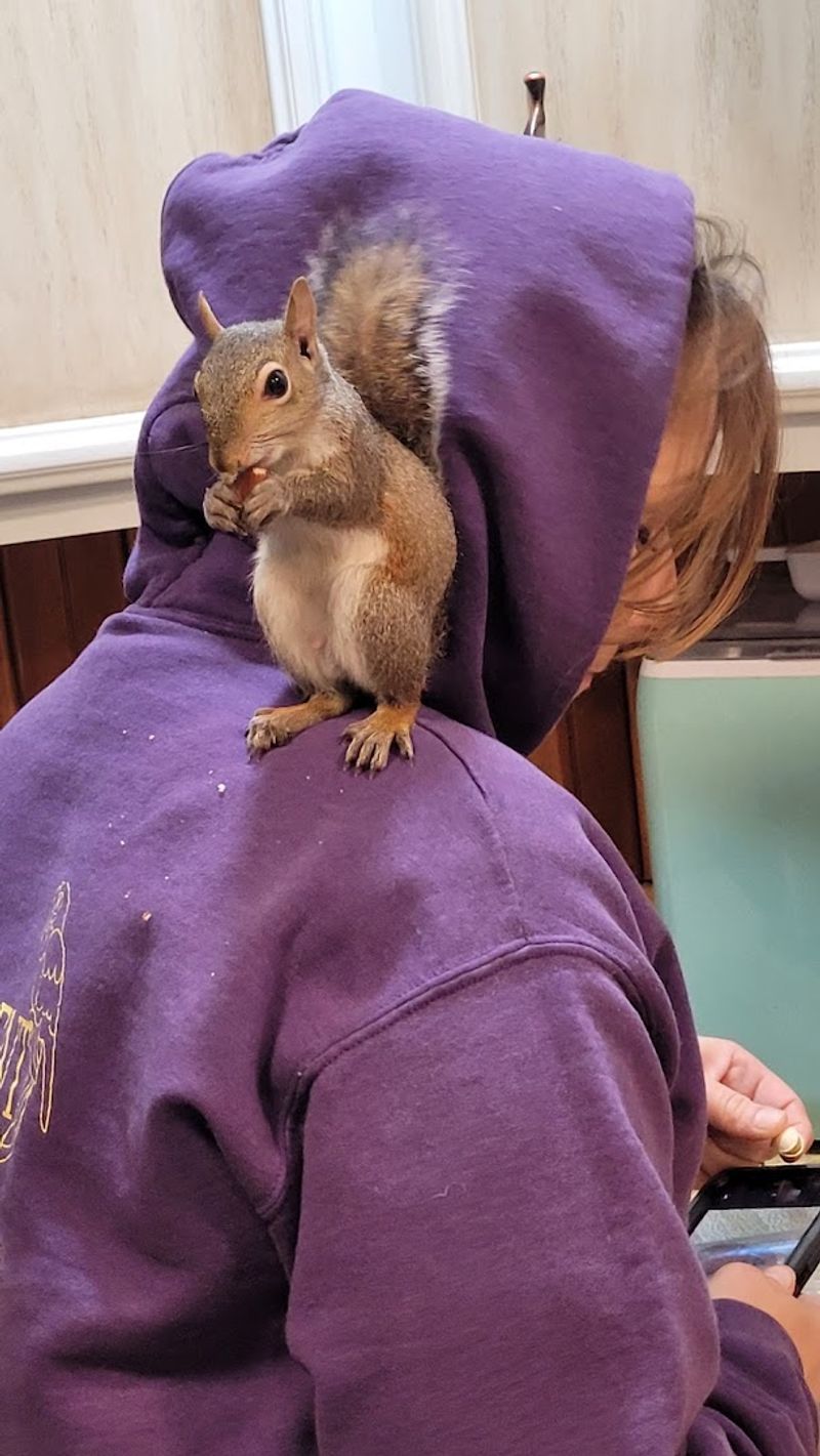 How The Rescue And Rehabilitation Program Works