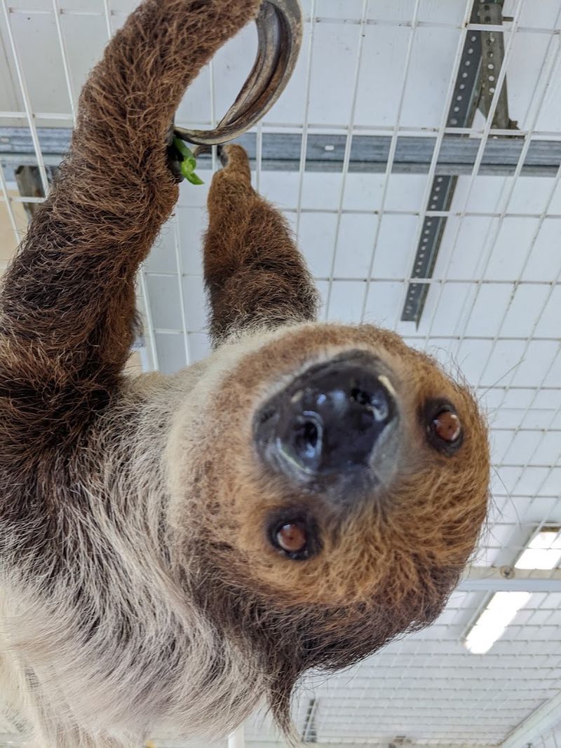 The Famous Sloth Encounter
