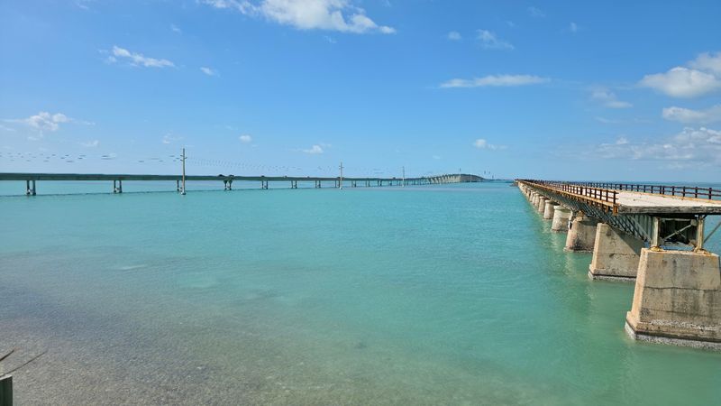 Marine Life And Wildlife Around The Bridge