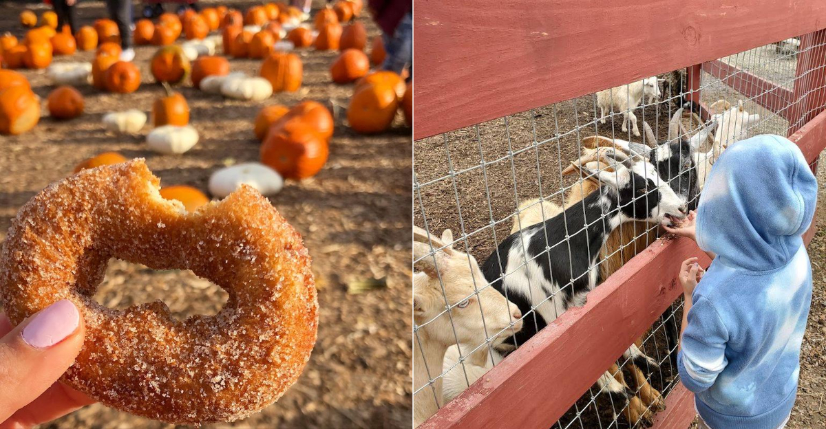 The Apple Cider Donuts Are Only The Beginning At This Connecticut Orchard - Decor Hint
