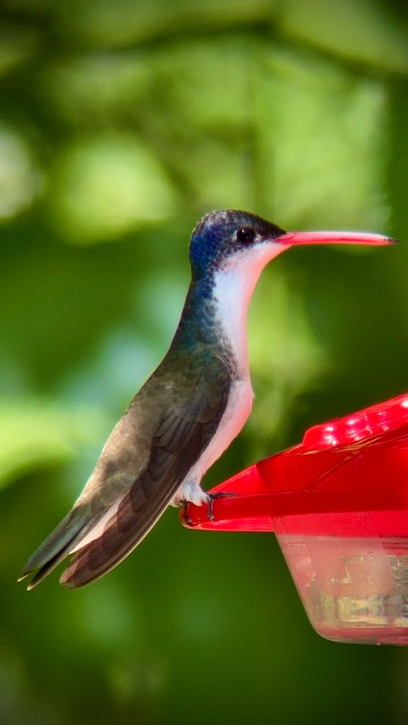 Birding In The Area
