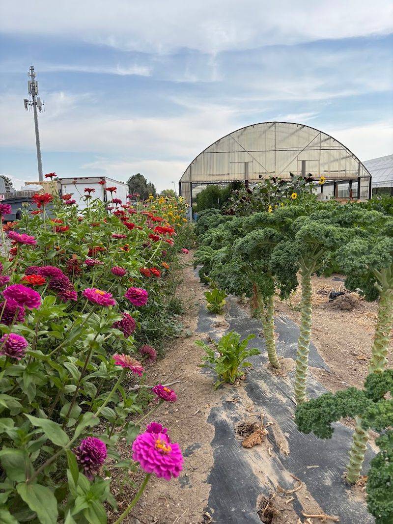 This Beloved Idaho Country Market Is Worth Visiting For Local Produce And Farm-Fresh Finds - Decor Hint Practical Tips For Your Visit