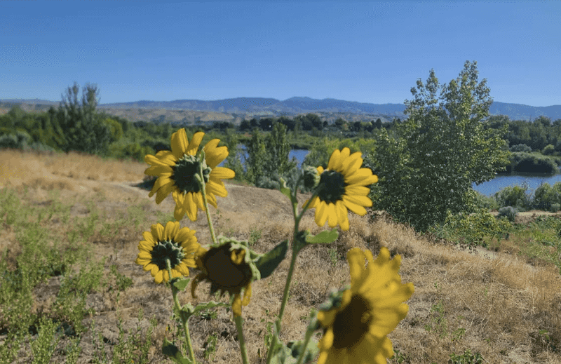 Wildflowers, Plants, And Seasonal Changes